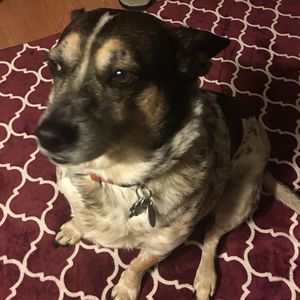 Meet your Posher, Mickey